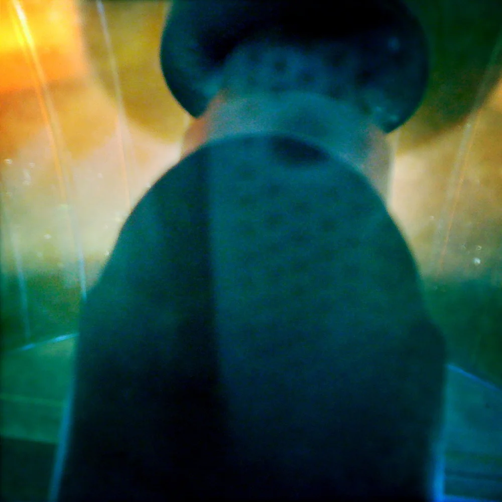 © Lauren Oliver | Quellette. All rights reserved. 