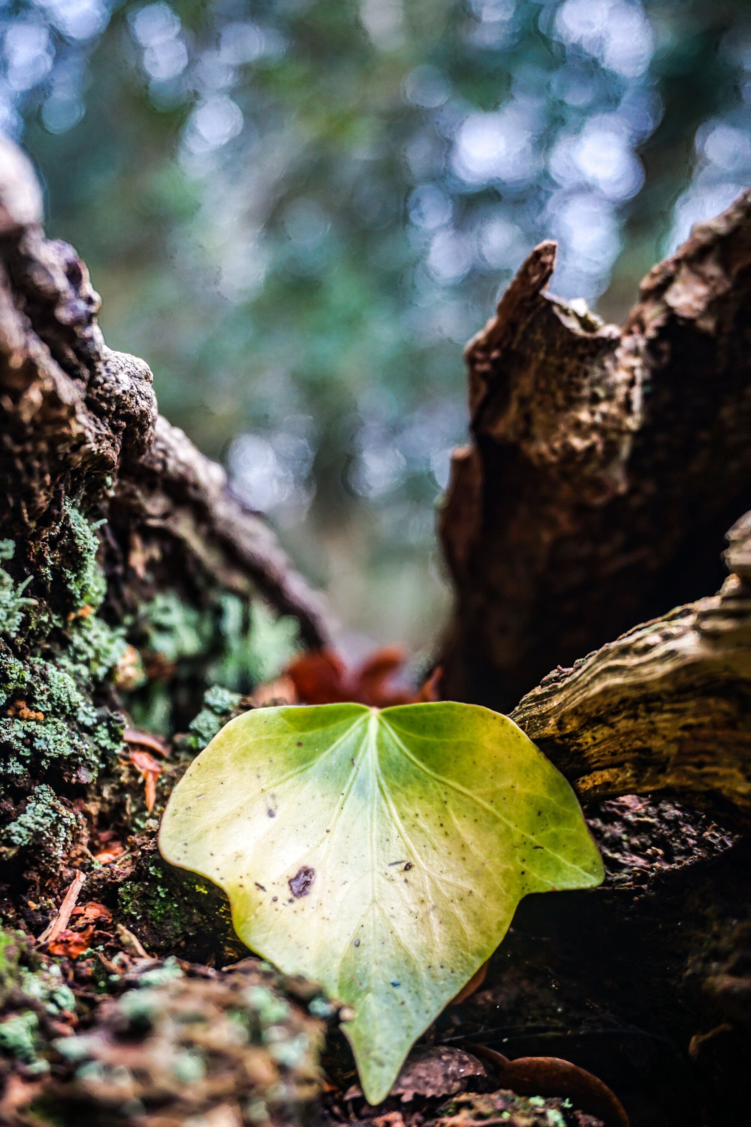 Mission Planet Earth Part 2