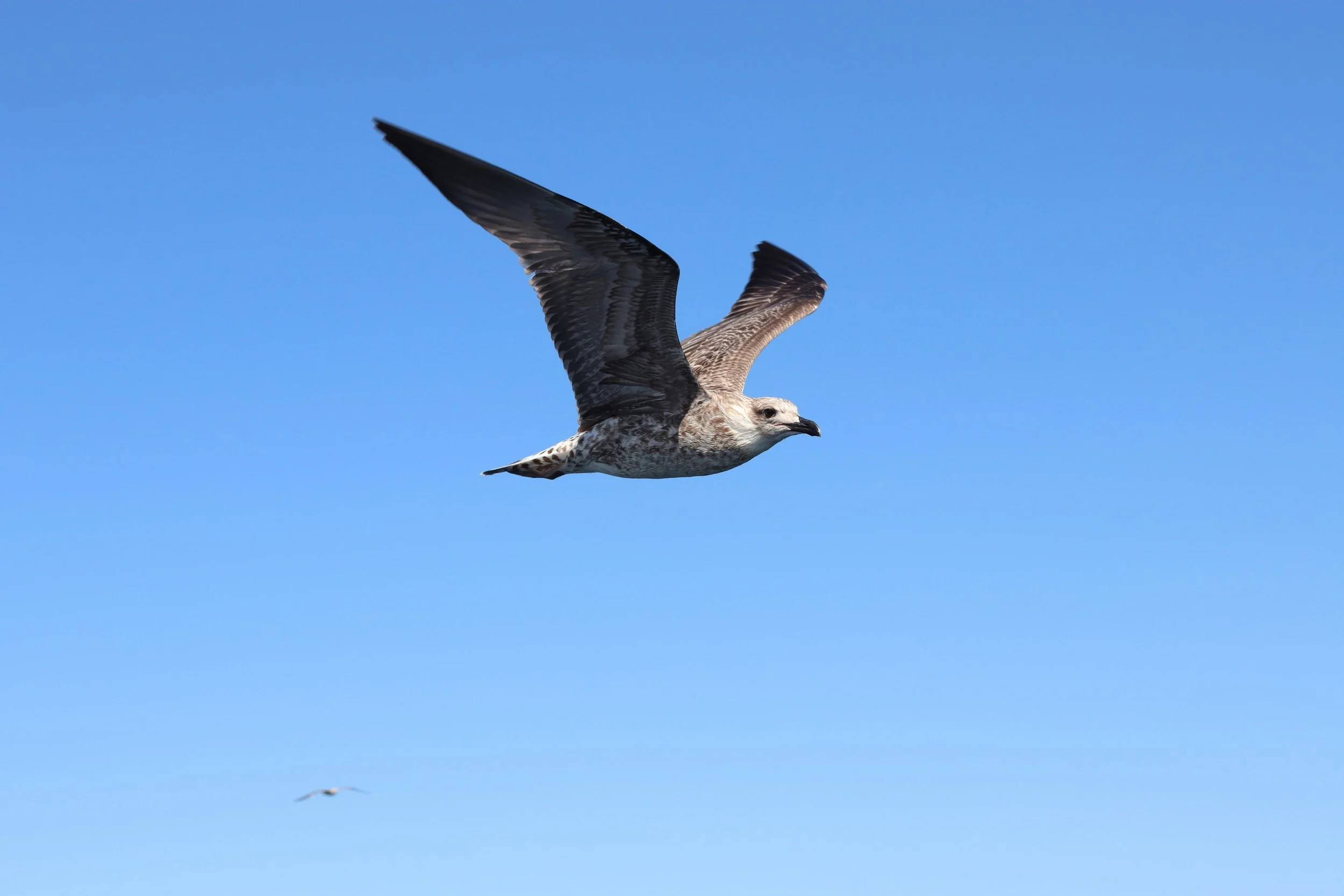 TheRebelRisingBlog:   What's Our Free Will For?