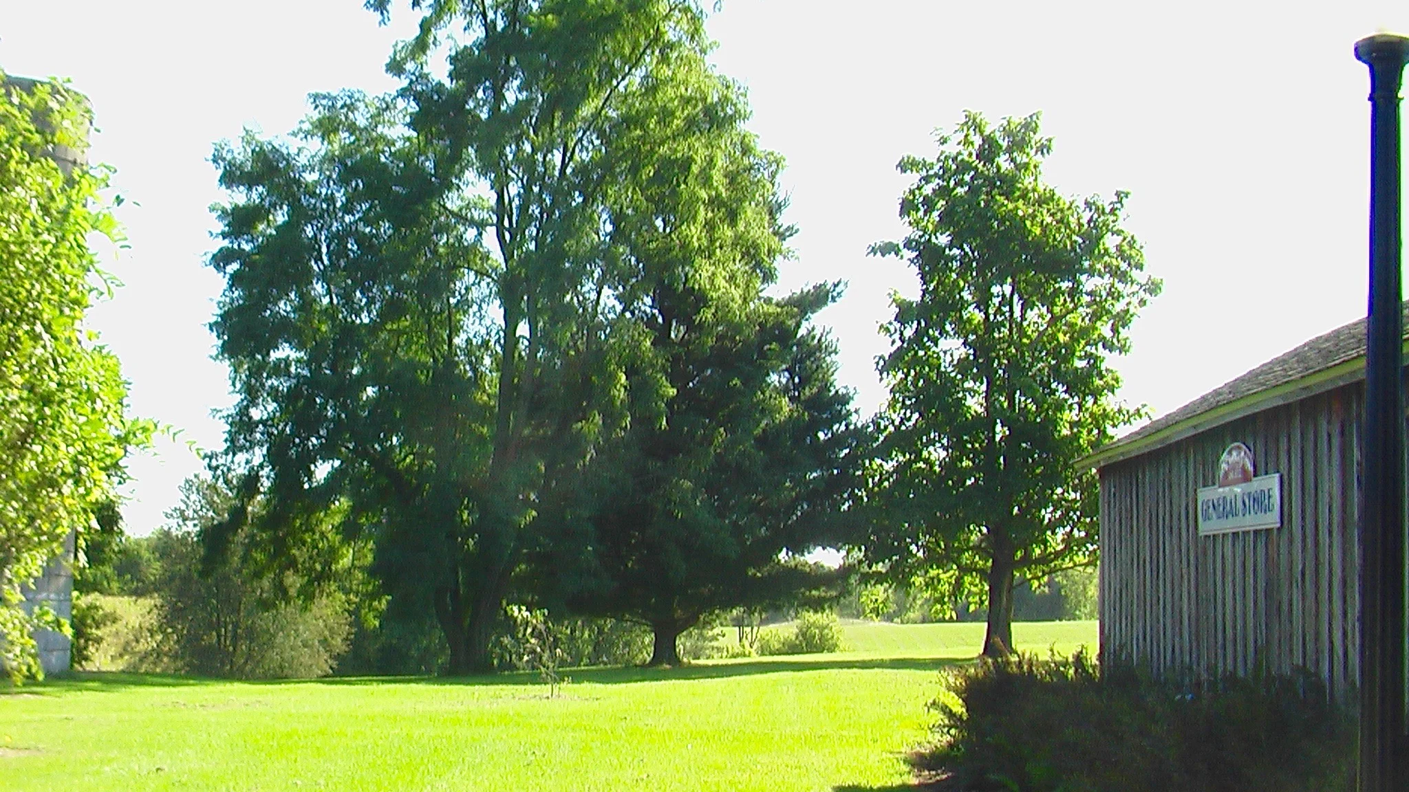 Historic trees.jpg