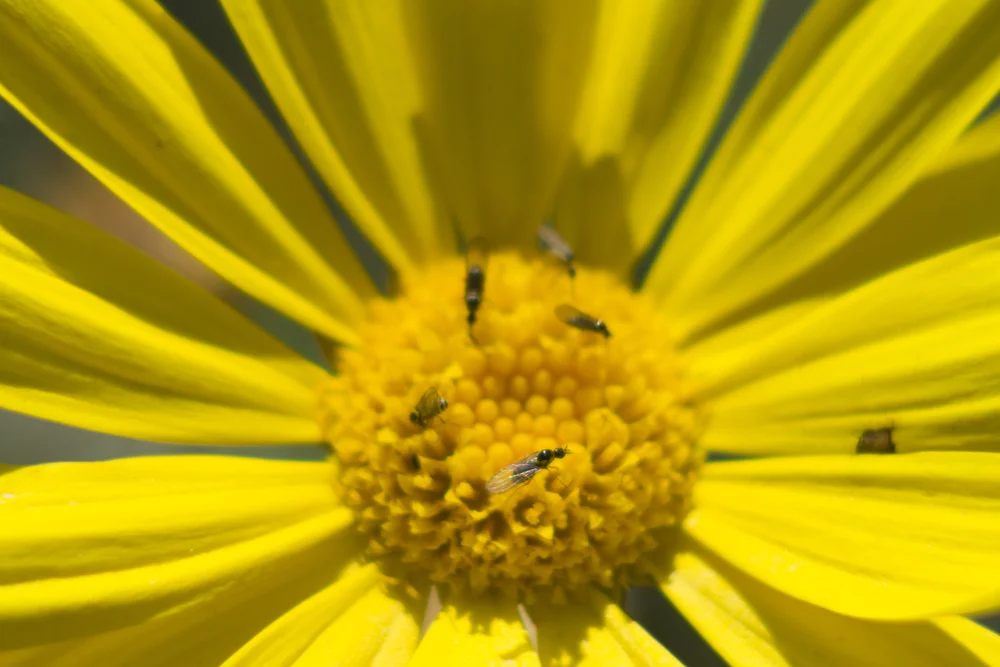 Canon EOS REBEL T322980.JPG