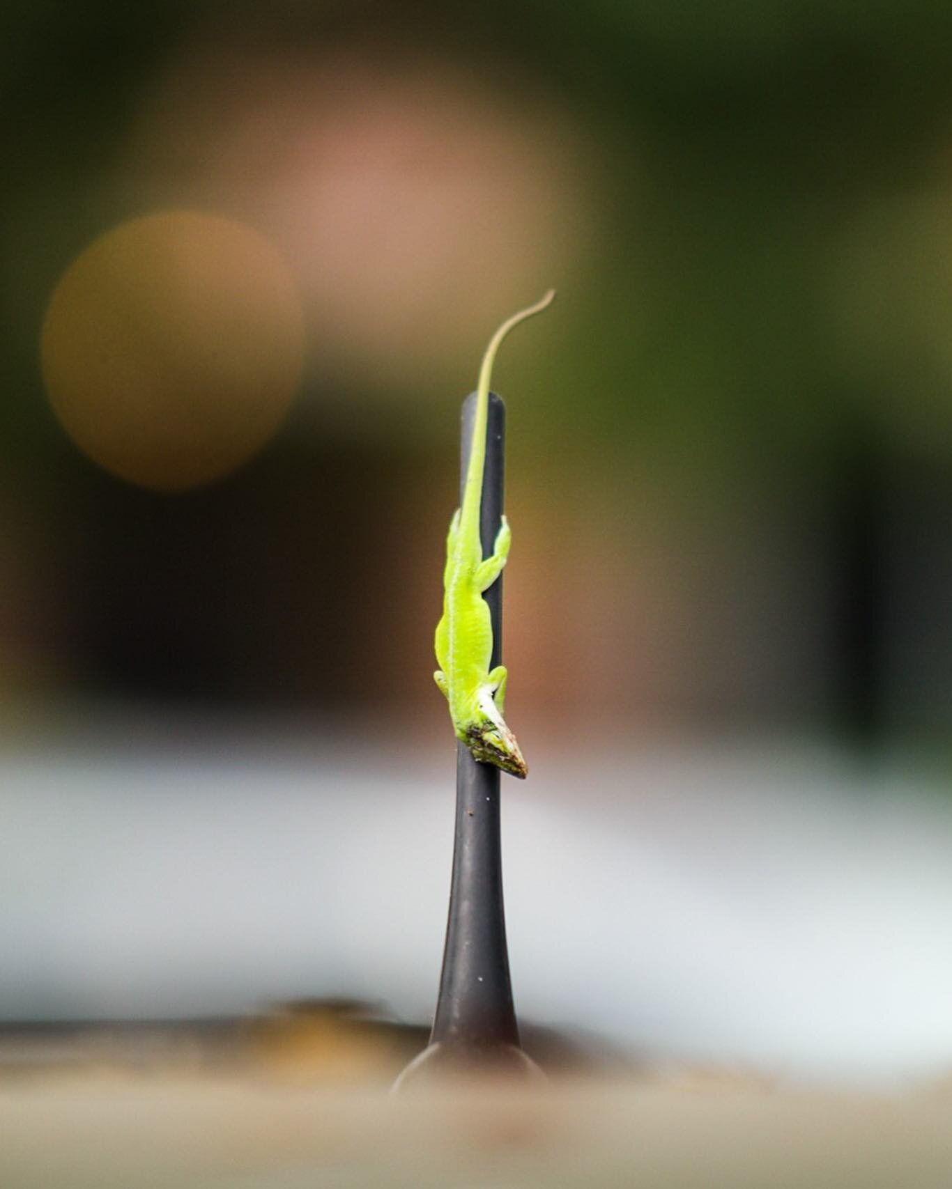 Hang in there guys 💚 we&rsquo;re flattening the curve, you got this! &bull;
#lizard #reptilephotography #animalphotographer #hanginthere #detailphotography #atxphotographer #suburbanphotography #texasphotographers #canon_usa #70200mm