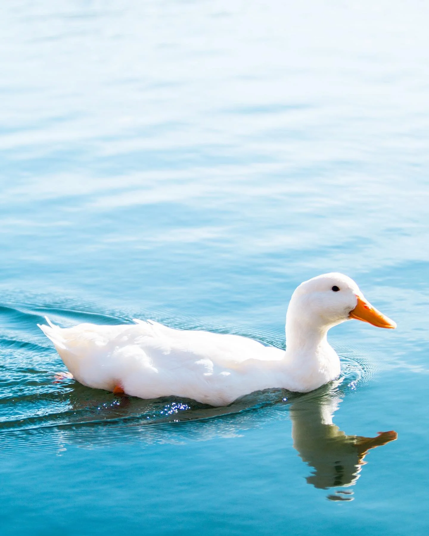 Duck, duck, GOOSE, it&rsquo;s a duck #Nashville #ducks #animalphotography #atxphotographer #wildlifephotographer #duckphotography #birdphotography