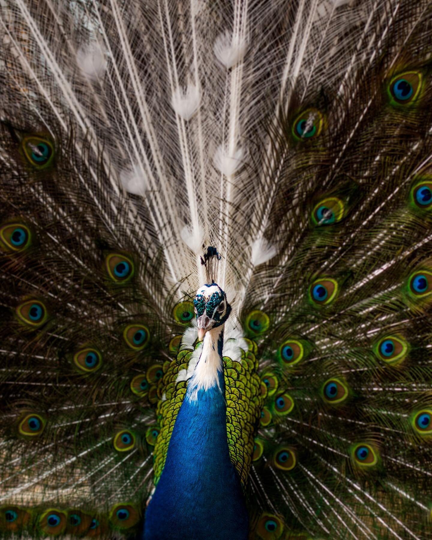 I love peacocks and this one is gorgeous! 😍 I looked up quotes to add to this caption and I really like this one: &ldquo;By being yourself you put something wonderful in the world that was not there before.&rdquo; - Edwin Elliot
&bull;
This peacock 