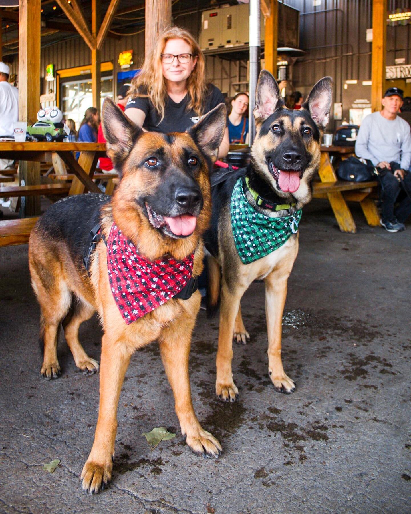 At the @ghgsdr 9th annual Bark and Brew today! So many good doggos today at @karbachbrewing back in my hometown of Houston!
&bull;
#germanshepherd #htxdogs #animalphotographer #texasphotograpger