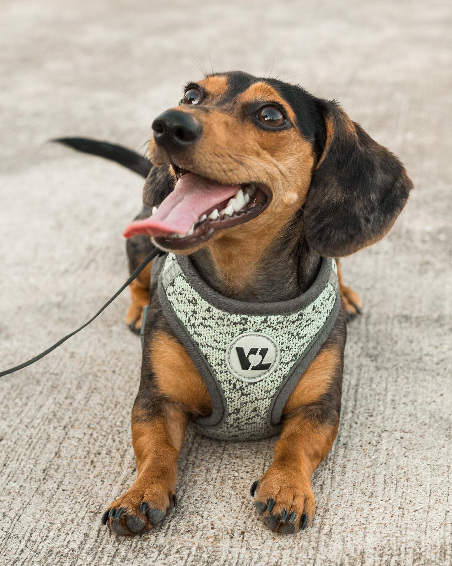 Hello! It is DACHTOBER FEST day! Make sure to come find me between the costume contest and the wiener races so I can get a picture of you and your doggo. I will be sending all pictures to @diamonddachrescue and will also upload pictures to a blog pos