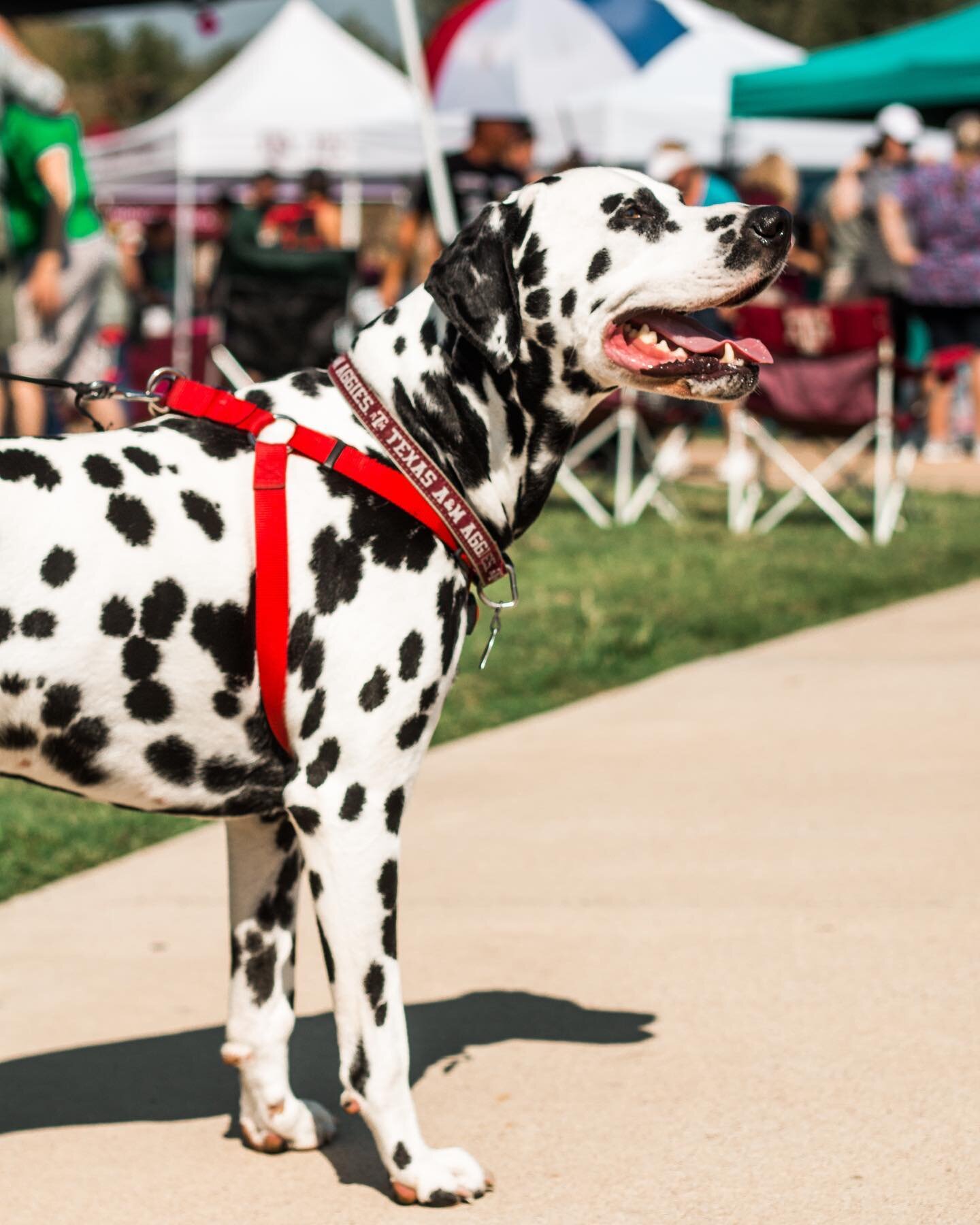 I&rsquo;m seeing spots, but how many spots is the real question, because I&rsquo;m not counting 😆
&bull;
#dalmationsofinstagram #dalmatian #animalphotographer #dogphotographer #wienerfest2019 #canon_usa