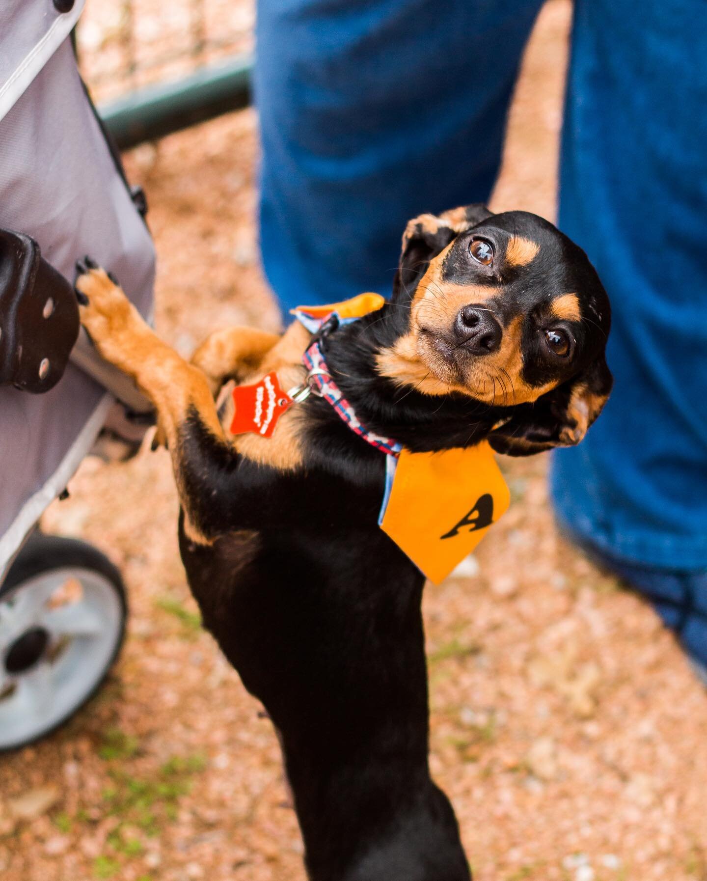 Another adoptable puppy from @diamonddachrescue this is Dana the sweetest little girl who loves to cuddle 🥰 if you&rsquo;re interested in adding this little girl to your family put in an application today! (It only takes a few minutes to fill out) #