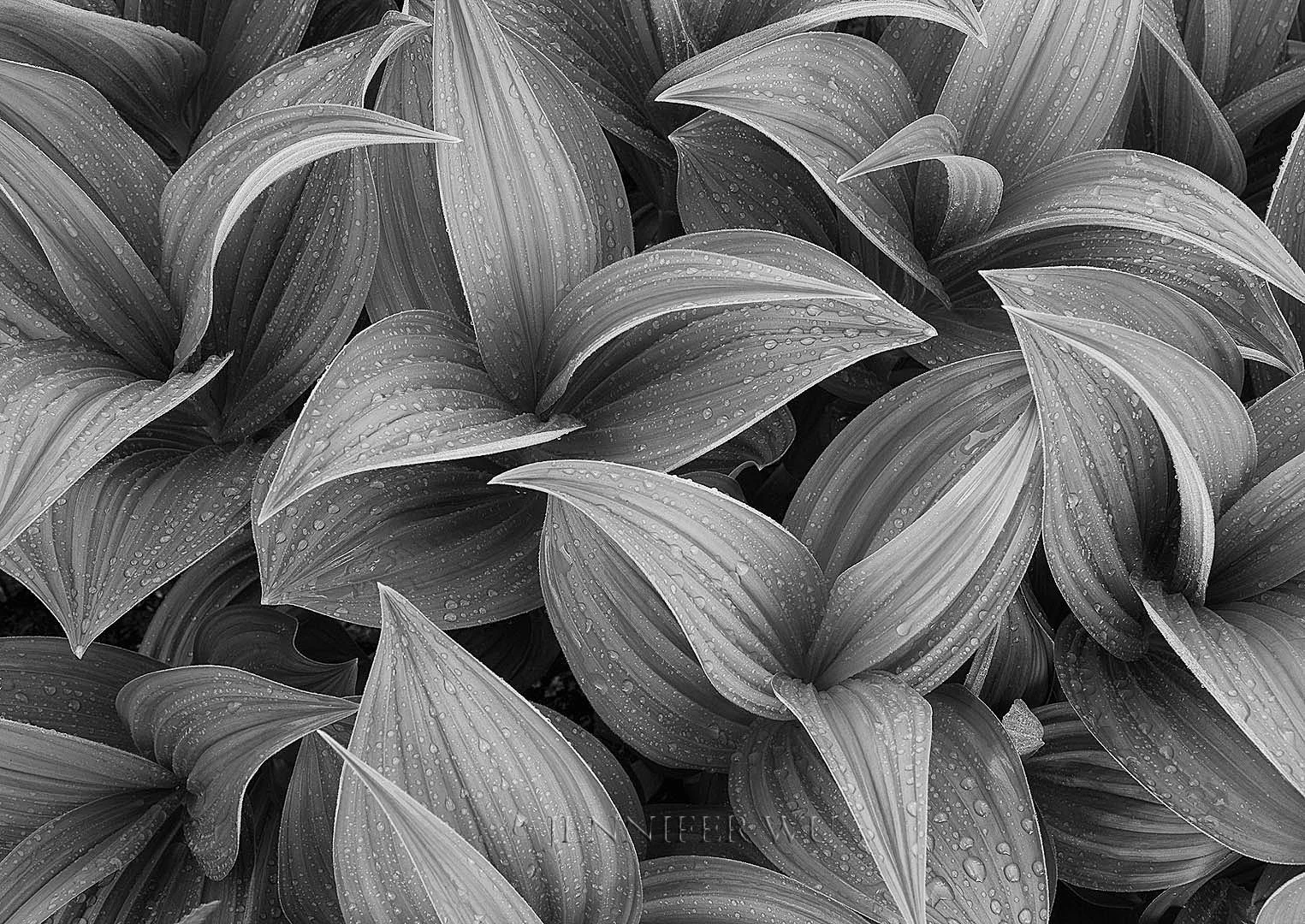 20090727_Rainier_333BW-NikFullDynamicSmooth- SHOWZONESTONALITY_1 copy