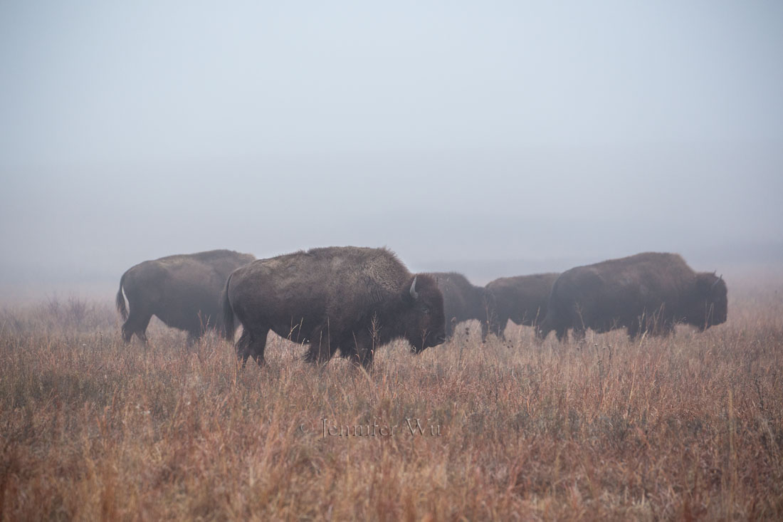 Misty evening at Maxwell Wildlife Refuge. Photographed at f/5.6. 1/320 sec, ISO 800, EF70-300mm f/4-5.6L IS USM at 170 mm. Canon EOS-1D X with aperture priority and +2/3 exposure compensation. 
