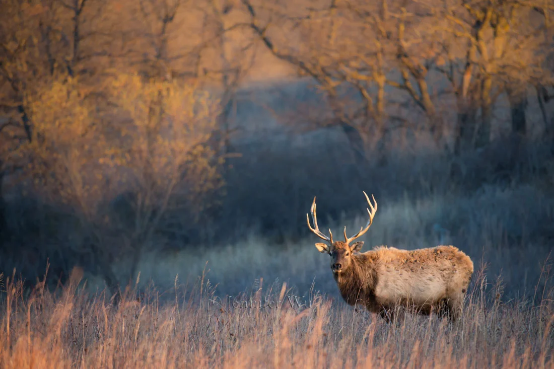 The first rays of light on an elk, the background in the shades helps the elk stand out from the image. For the composition, I placed it off center nd looking into the frame leaving space to show the elk in the ENVIRONMENT. I usually like the lower right or left corner for that. Photographed at f/5.6. 1/250 sec, ISO 1250, EF200-400mm f/4L IS USM EXT at 560mm. Manual exposure mode.