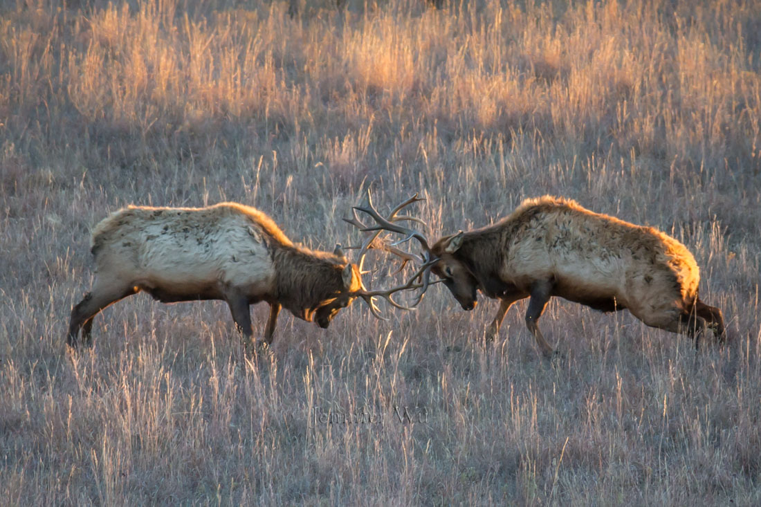 Elk scuffle at Maxwell, Photographed at f/5.6. 1/640 sec, ISO 1600, EF200-400mm f/4L IS USM EXT at 560mm, Canon EOS-1D, Manual exposure mode.
