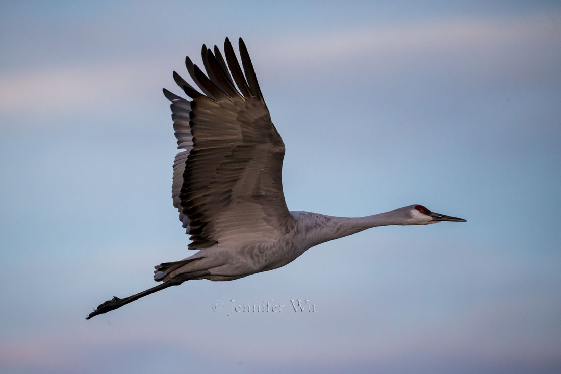 Sandhill Crane at Bosque del Apache National Wildlife Refuge, San Antonio, New Mexico. f/6.3, 1/3200 second, ISO 5000, EF200-400mm f/4L IS USM EXTat 560 mm. Canon EOS-1D X