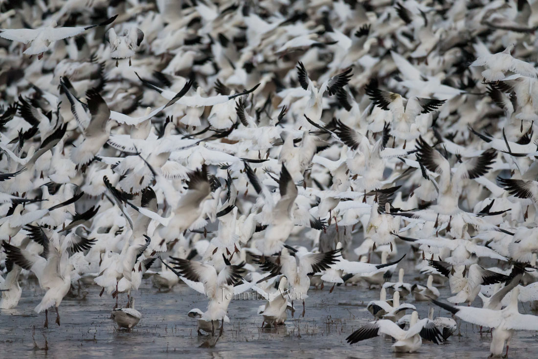 Snow Geese, BOSQUE DEL APACHE NATIONAL WILDLIFE REFUGE, SAN ANTONIO, NEW MEXICO. F/6.3, 1/2000 SECOND, ISO 5000, EF200-400MM F/4L IS USM EXTAT 560 MM. Canon EOS-1D X