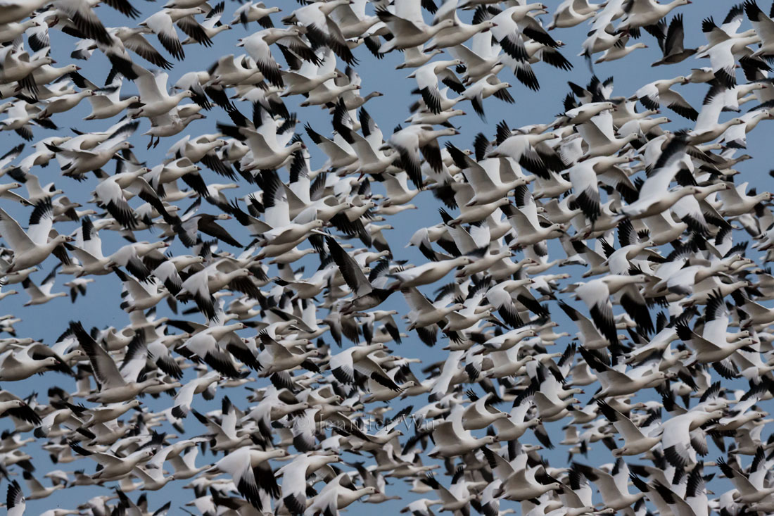 Snow Geese, BOSQUE DEL APACHE NATIONAL WILDLIFE REFUGE, SAN ANTONIO, NEW MEXICO. F/11, 1/500 SECOND, ISO 5000, EF200-400MM F/4L IS USM EXTAT 412 MM. Canon EOS-1D X