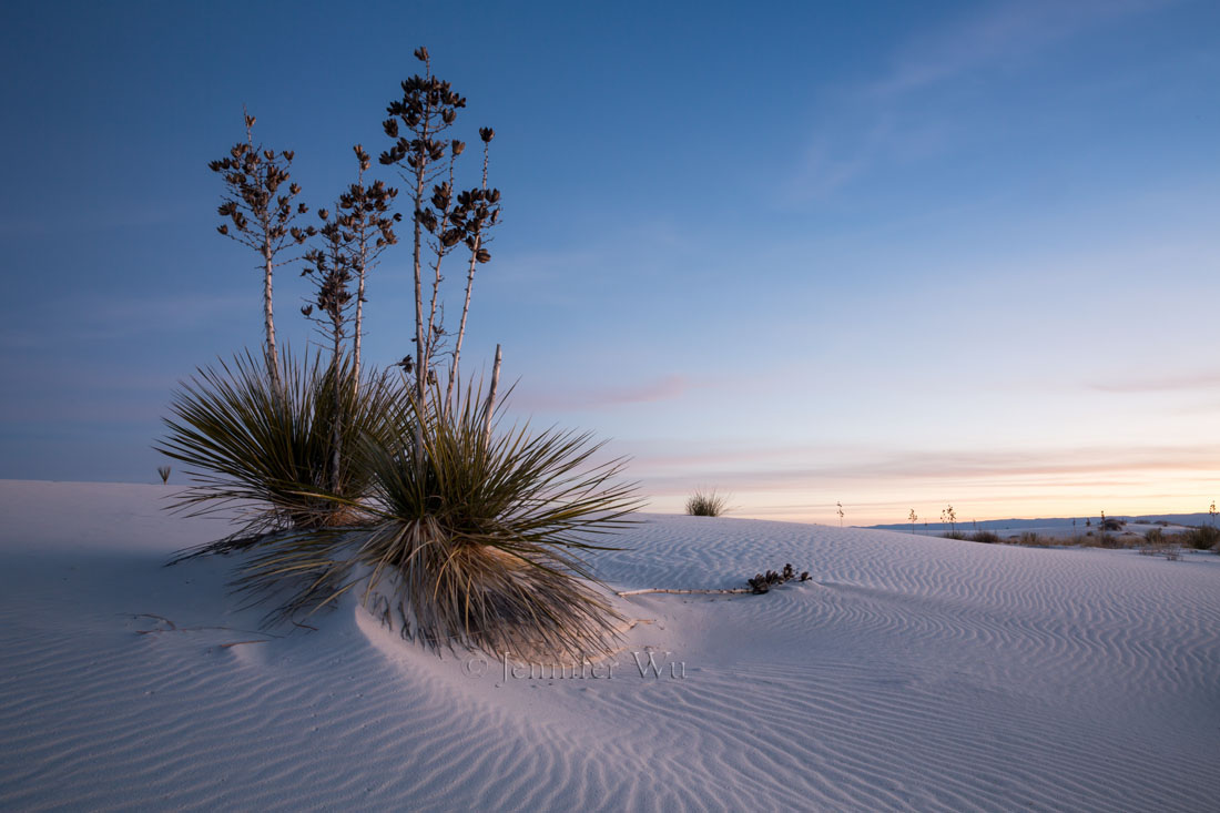 SOAPTREE YUCCA, WHITE SANDS NATIONAL MONUMENT, NM AT TWILIGHT. F/16, 15 SECONDS, ISO 100, EF24-70MM F/2.8L II USM AT 24MM. CANON EOS 5D MARK III