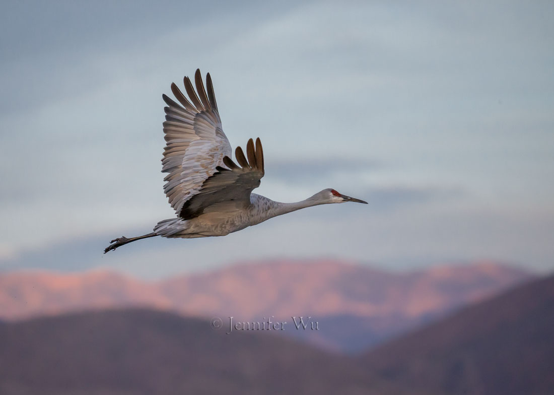 SANDHILL CRANE AT BOSQUE DEL APACHE NATIONAL WILDLIFE REFUGE, SAN ANTONIO, NEW MEXICO. F/6.3, 1/2500 SECOND, ISO 5000, EF200-400MM F/4L IS USM EXTAT 420 MM. Canon EOS-1D X