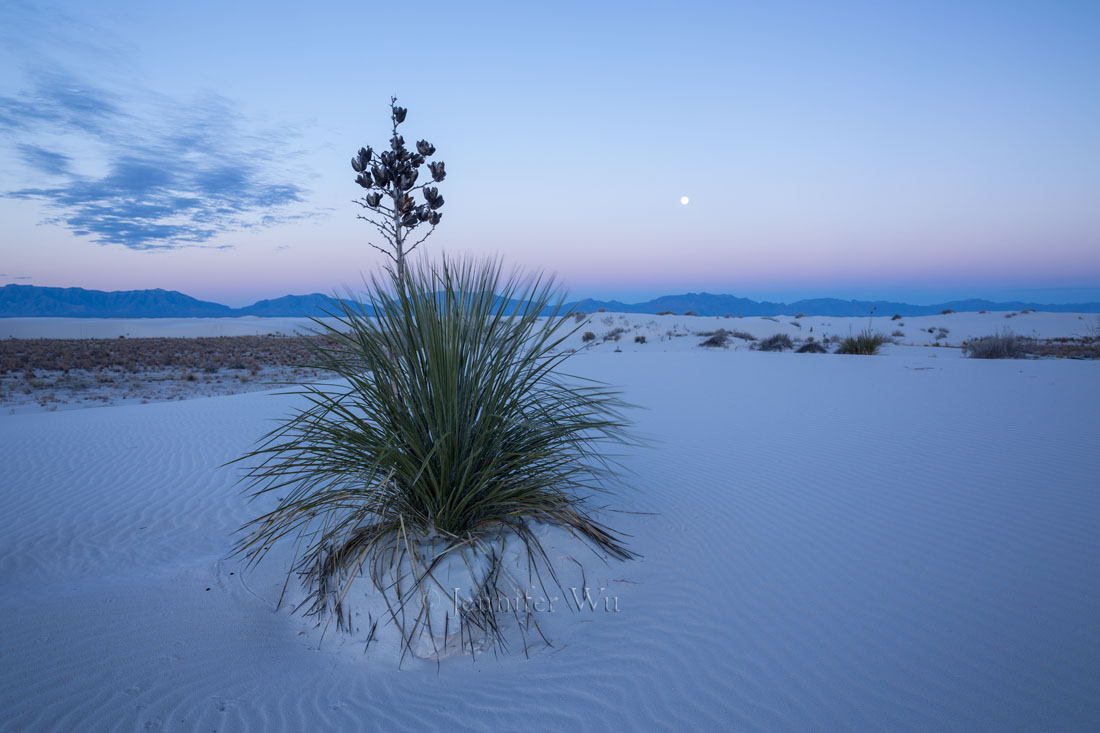 SOAPTREE YUCCA, WHITE SANDS NATIONAL MONUMENT, NM AT TWILIGHT. F/11, .4 SECONDS, ISO 160, EF24-70MM F/2.8L II USM AT 24MM. CANON EOS 5D MARK III
