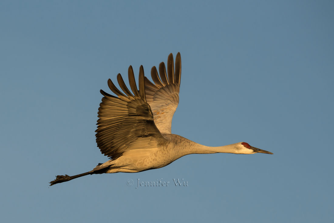 SANDHILL CRANE AT BOSQUE DEL APACHE NATIONAL WILDLIFE REFUGE, SAN ANTONIO, NEW MEXICO. F/9, 1/1000 SECOND, ISO 400, EF200-400MM F/4L IS USM EXTAT 560 MM. Canon EOS-1D X