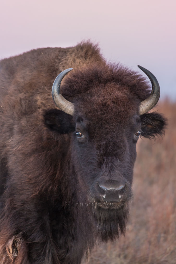 Bison at twilight. Photographed at f/5.6. 1/40 sec, ISO 1250, EF70-300mm f/4-5.6L IS USM at 300 mm, Canon EOS-1D X with aperture priority and +2/3 exposure compensation. 