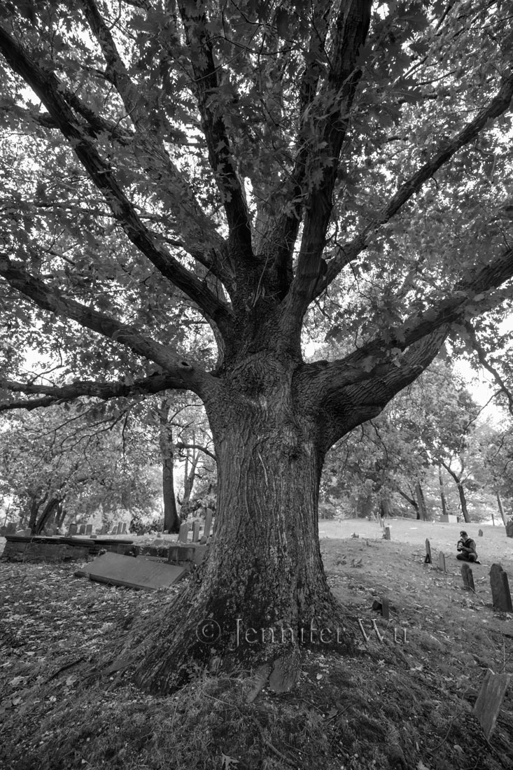 tree at cemetery cemetery