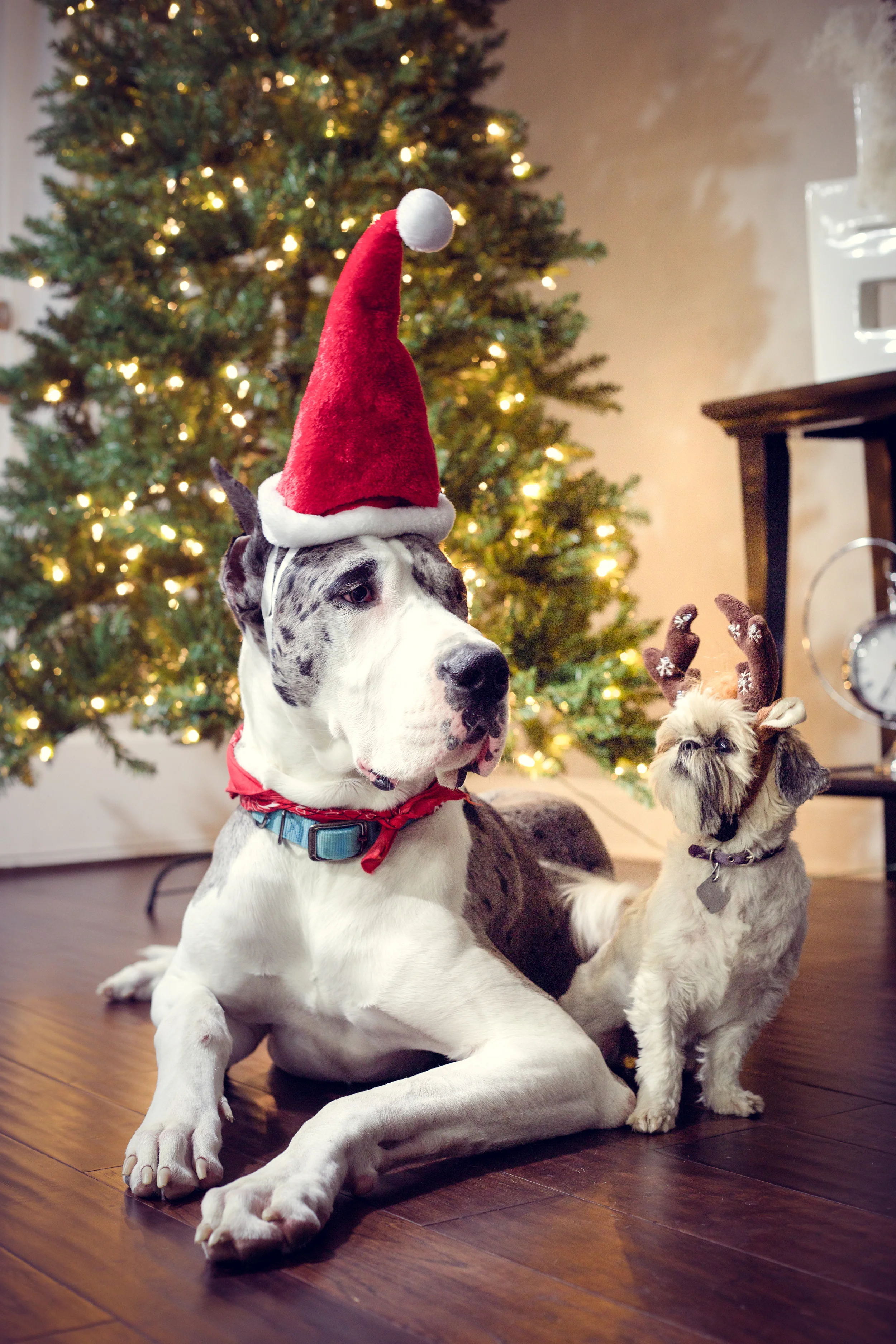 Holiday Pet Portrait