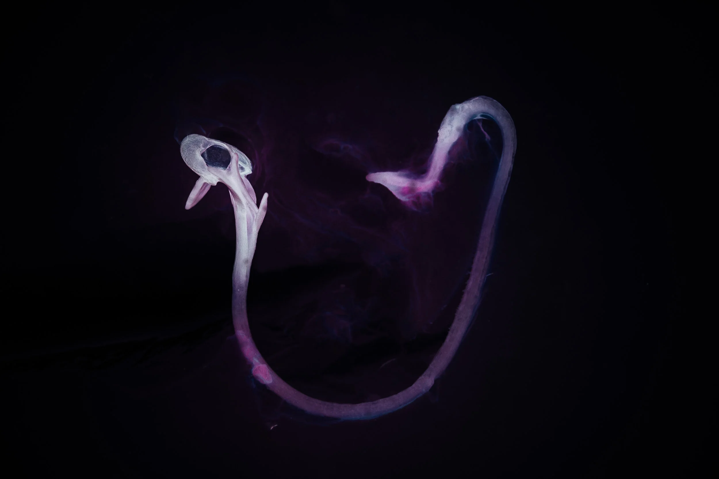 Embryo - day 6