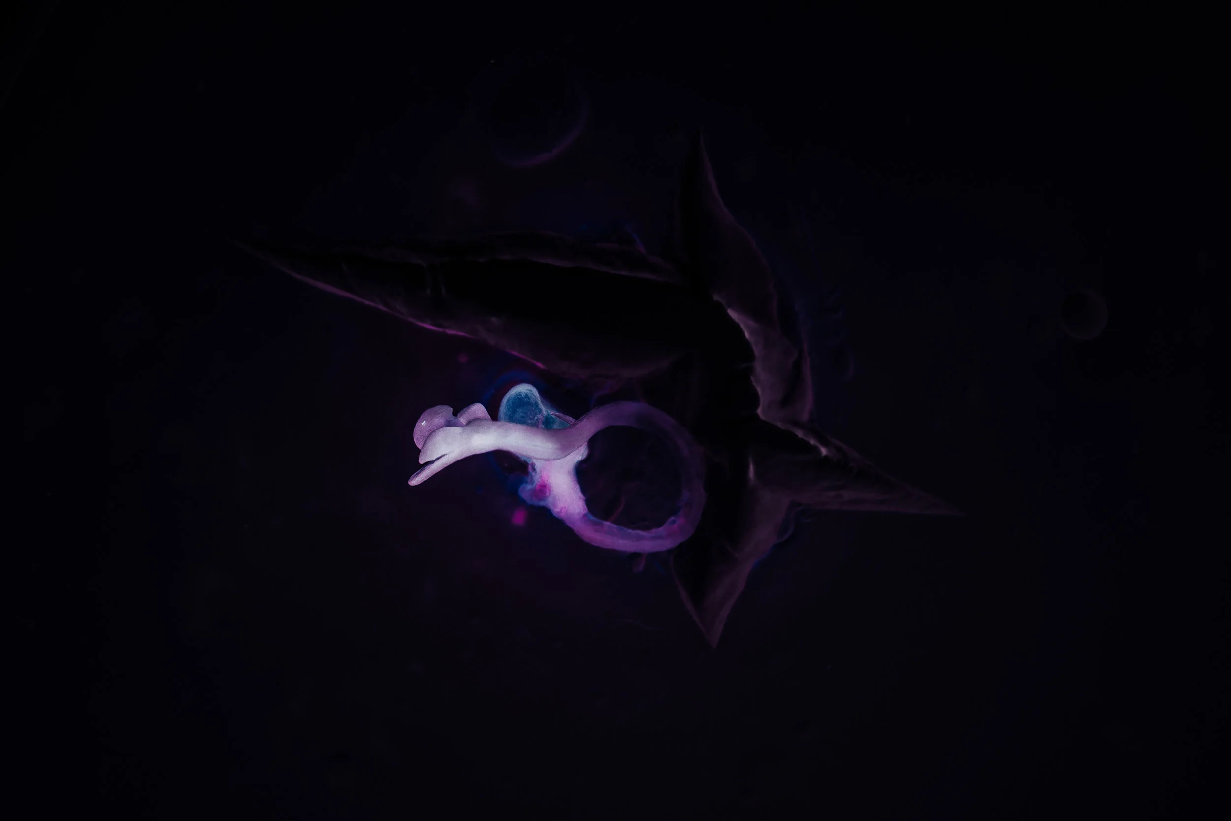 Embryo - day 9