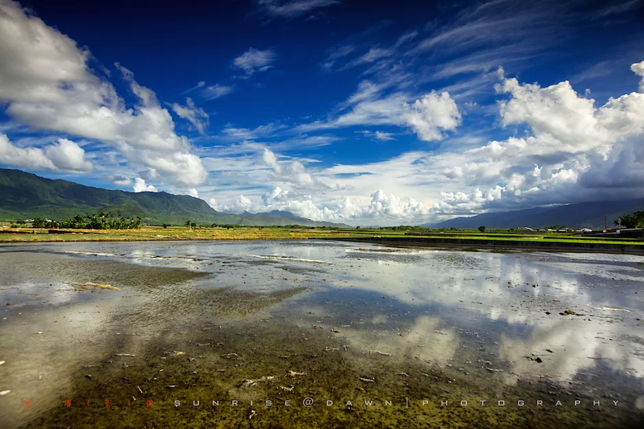 Rice-Field-稻田.jpg