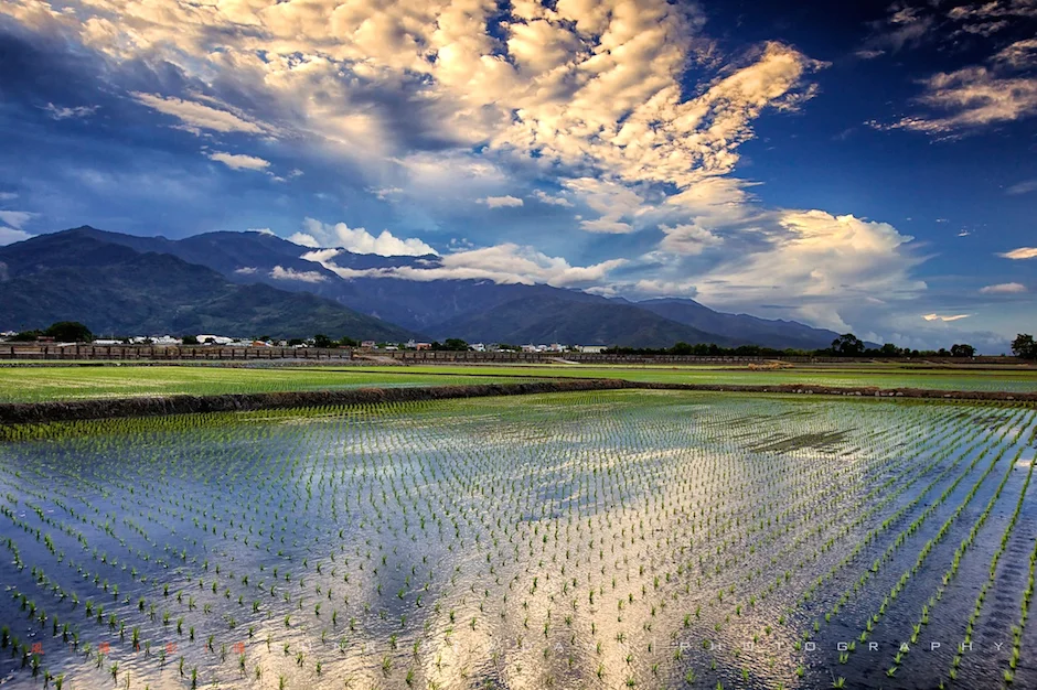 Rice-fields-in-Taitung+池上.jpg