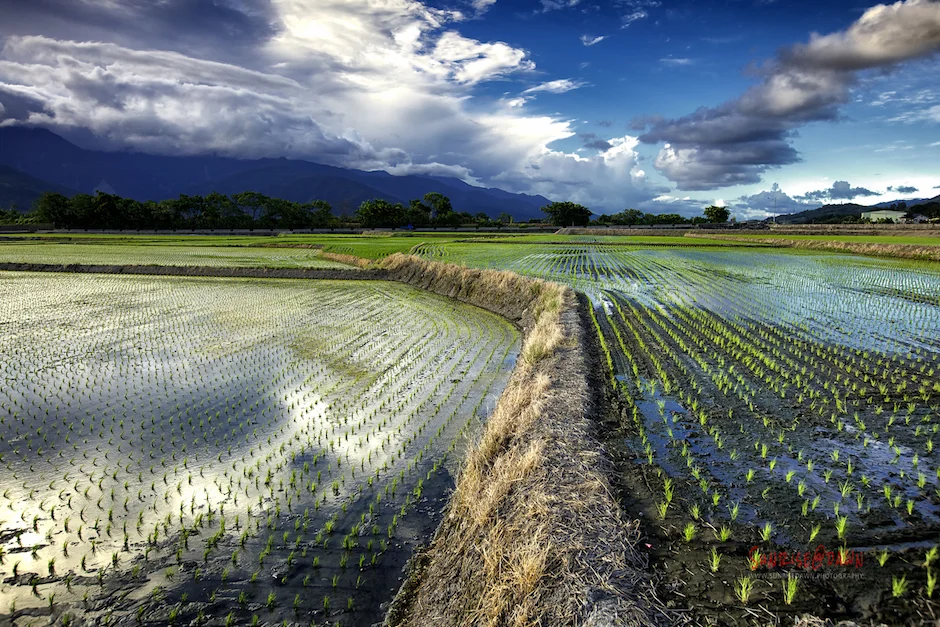 Summer+Rice+Fields_2013-07-30_MG_8750.jpg