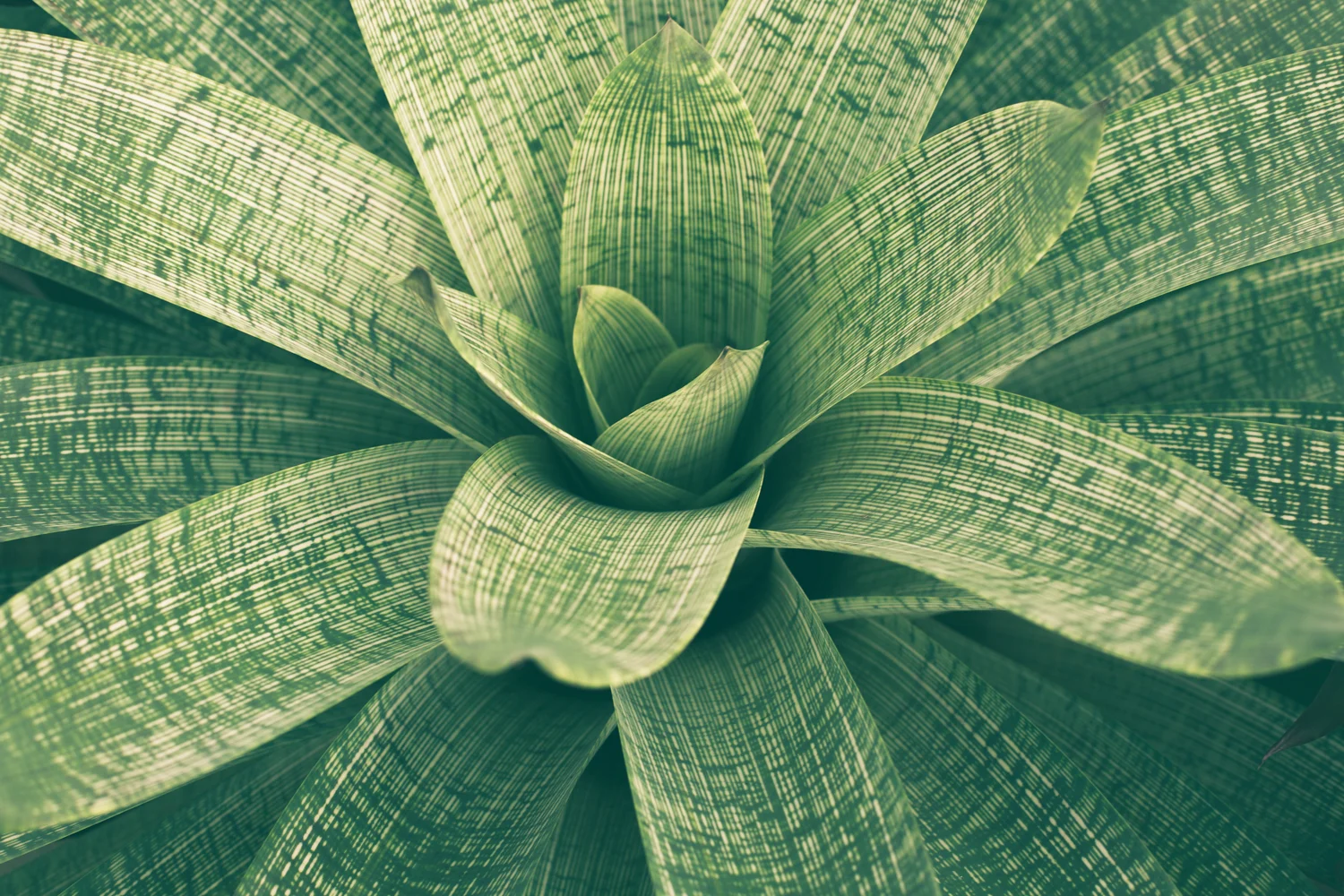 Greenery