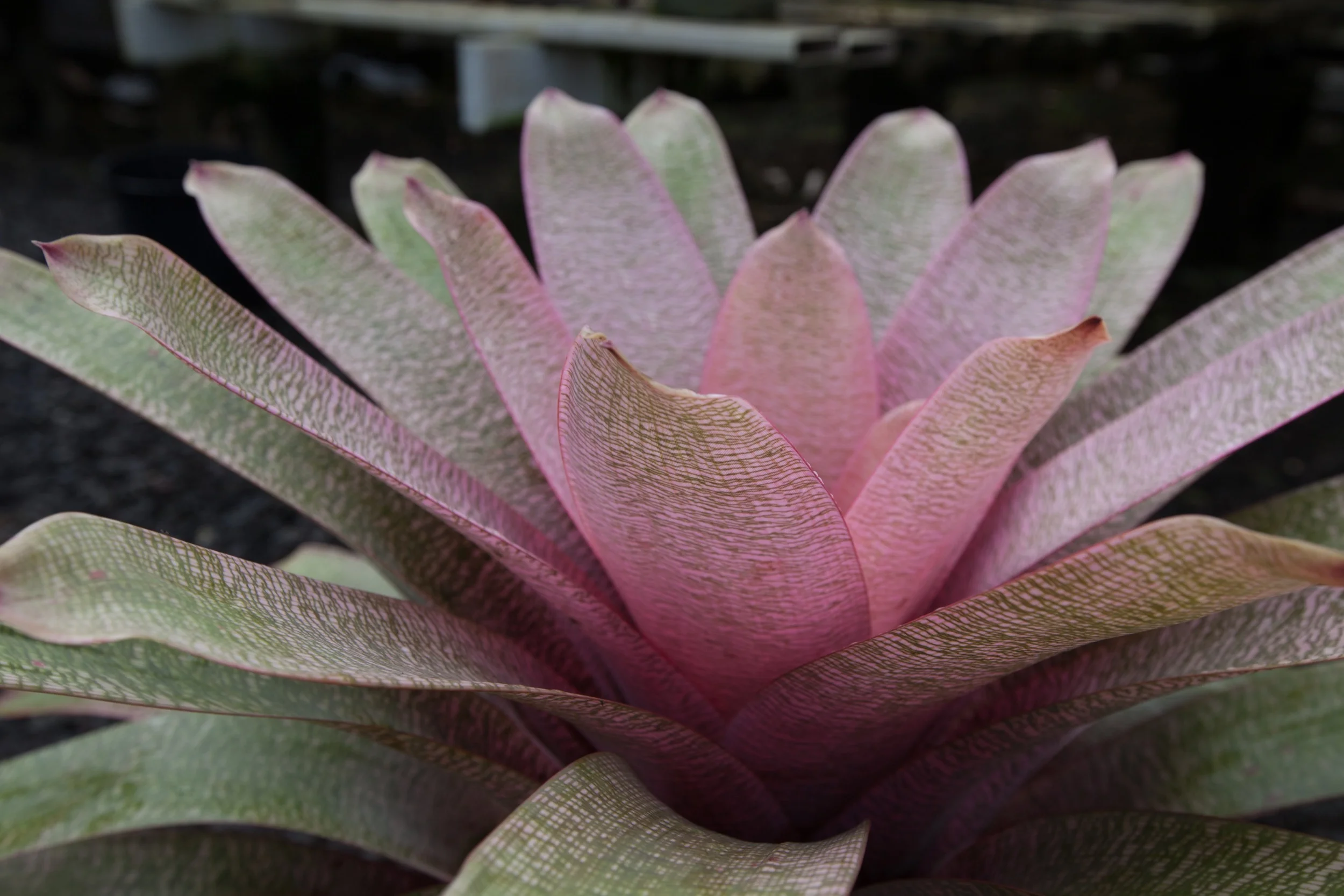 Pink and Green Side