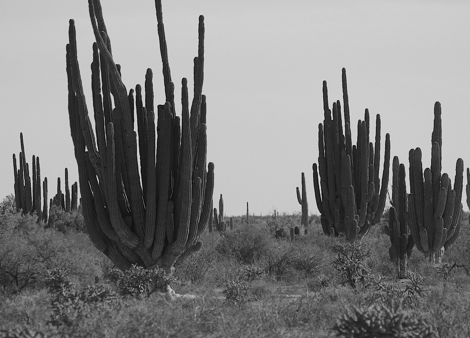 Saguaro, Tamryn Bennett .JPG