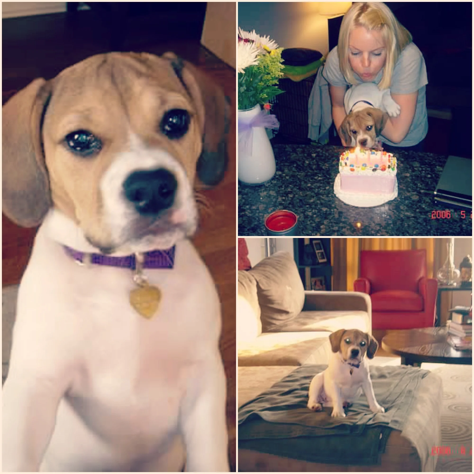 21 Gift Ideas for the Pooch