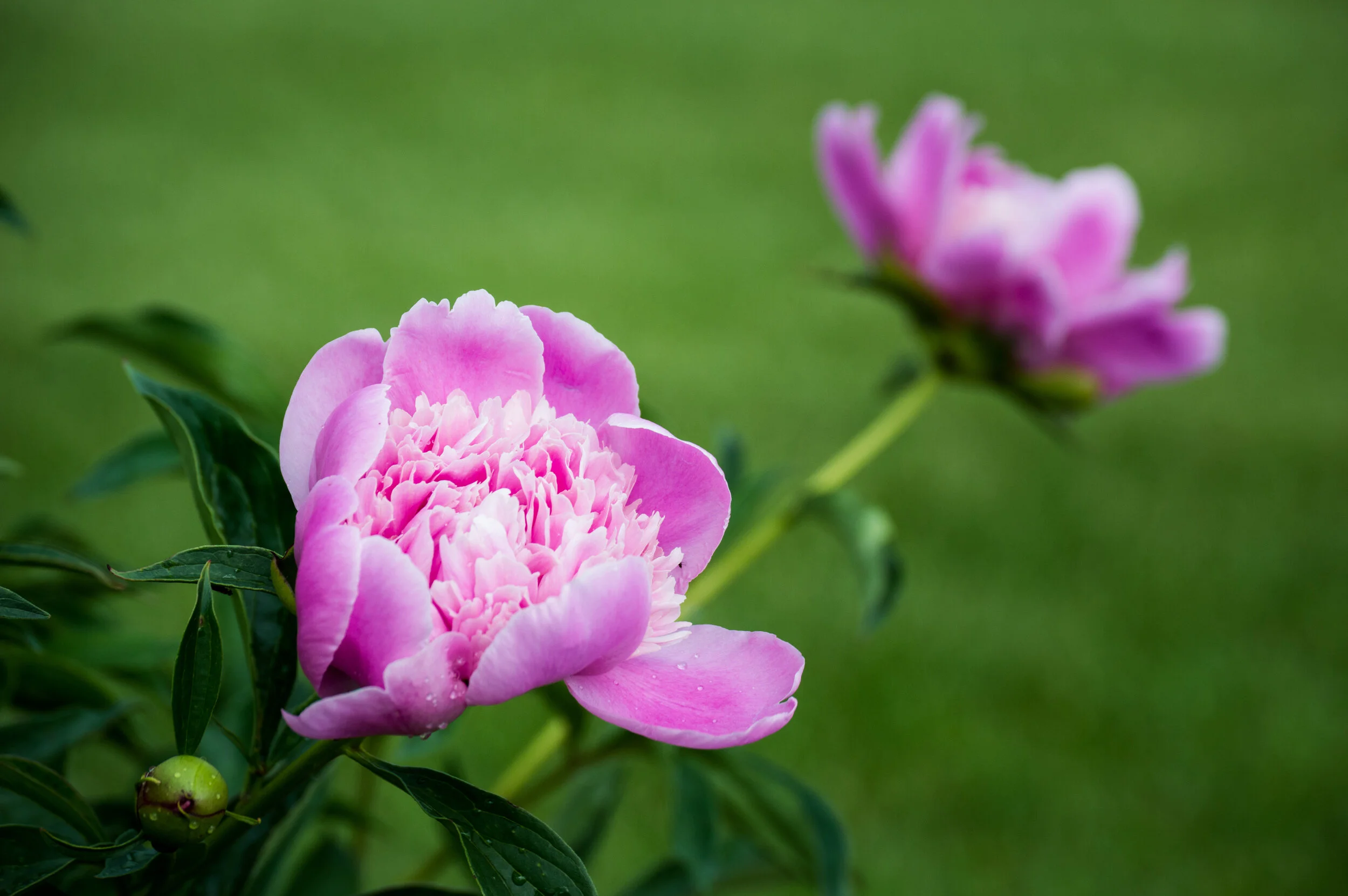 DSC_0277.jpg