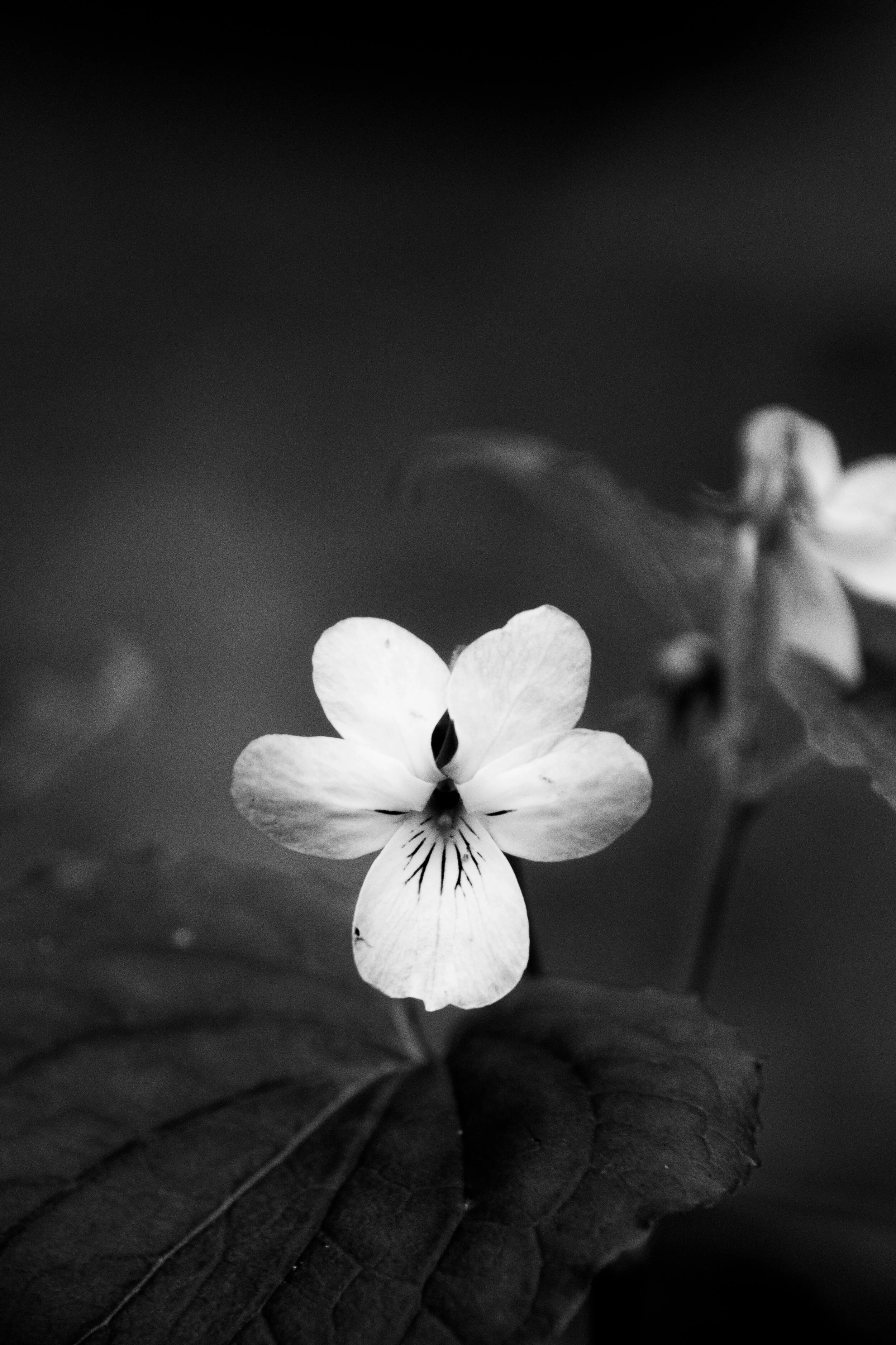DSC_0339-2.jpg