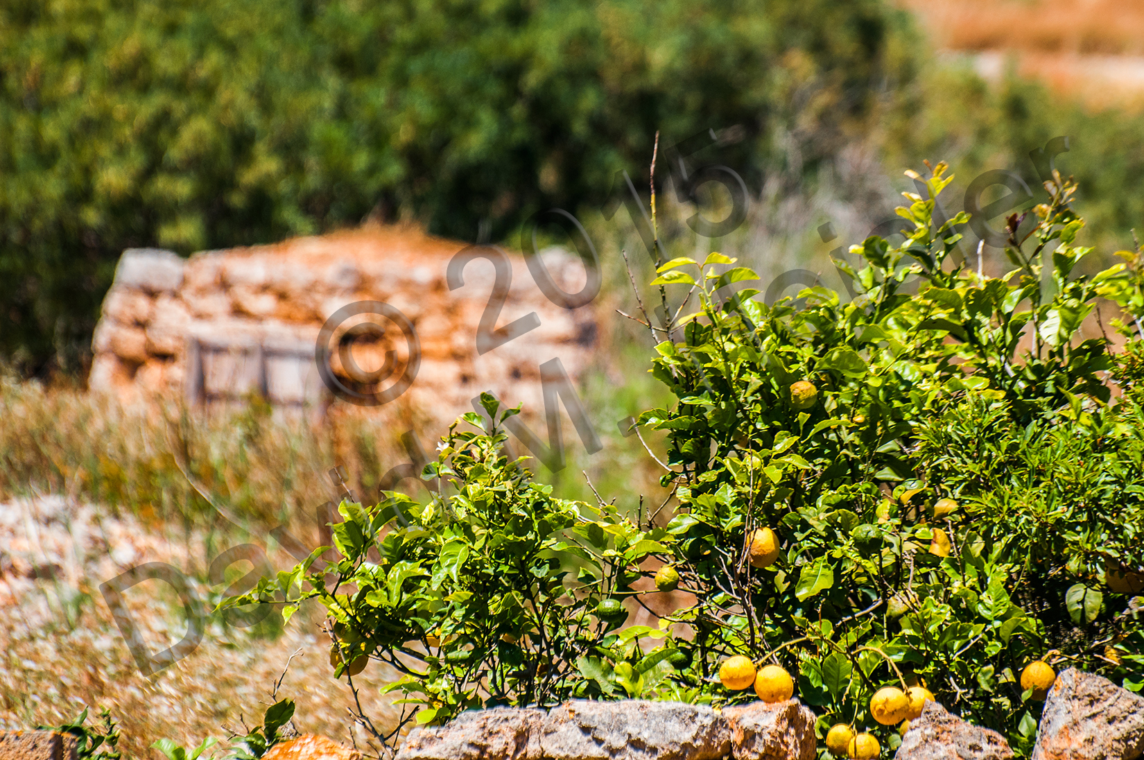 Lemons - Mgarr, Malta