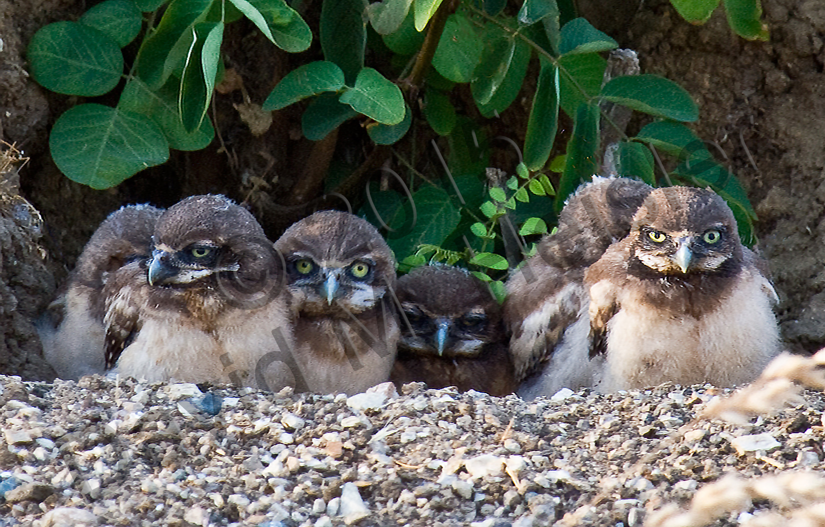 Six burrowing owl chicks