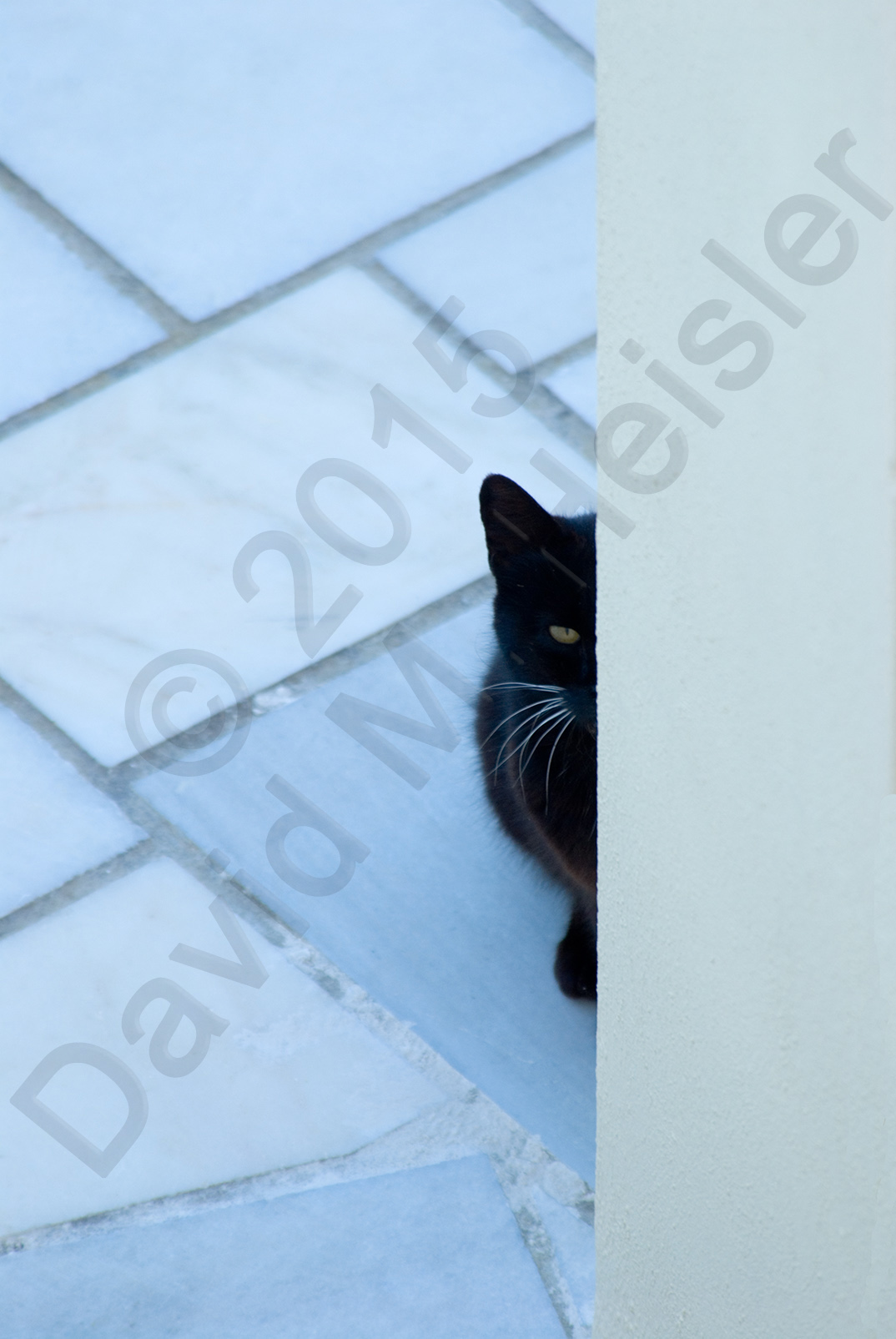 Black cat