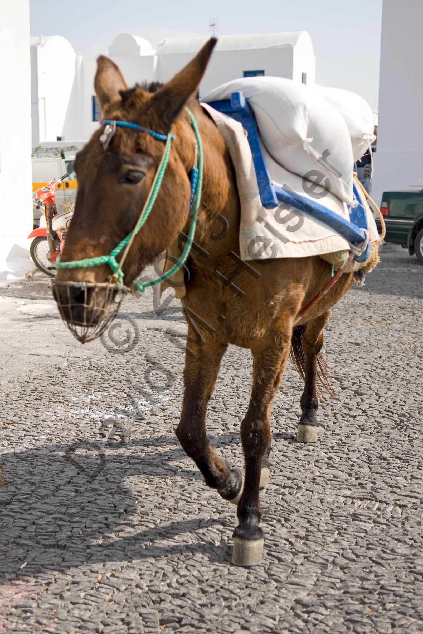 Greek donkey