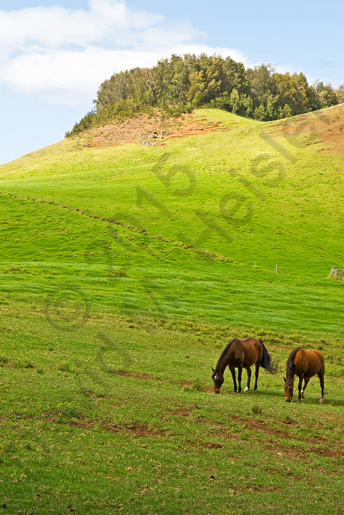 Horses, Big Island, Hawaii