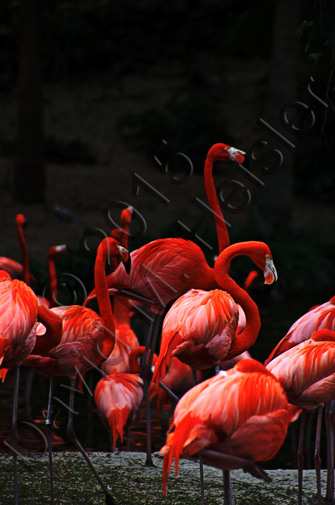 Flamingos
