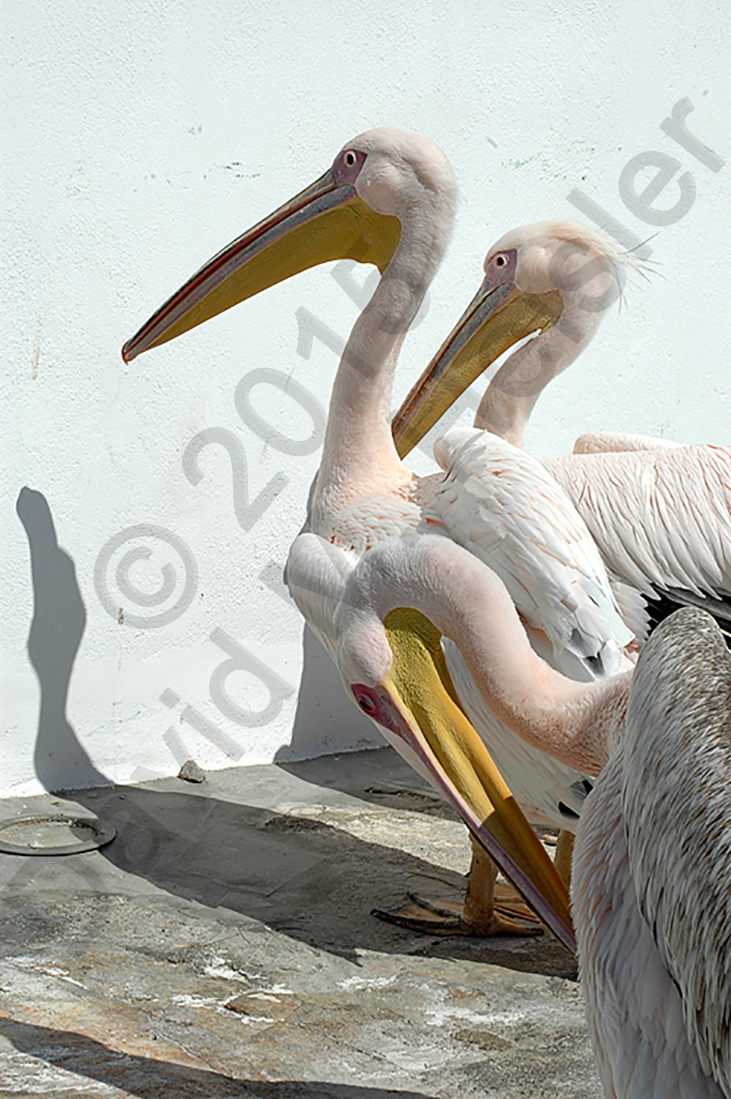 Pelican prayers, Mykonos