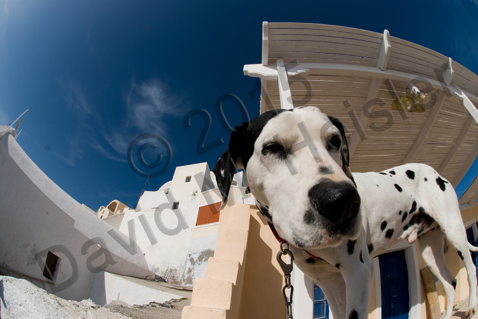 Dalmatian, Santorini