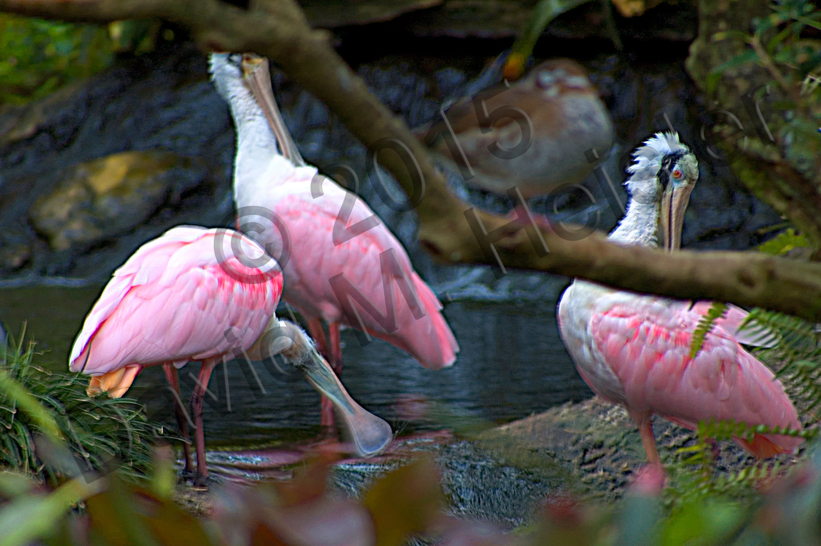 Bathing beauties