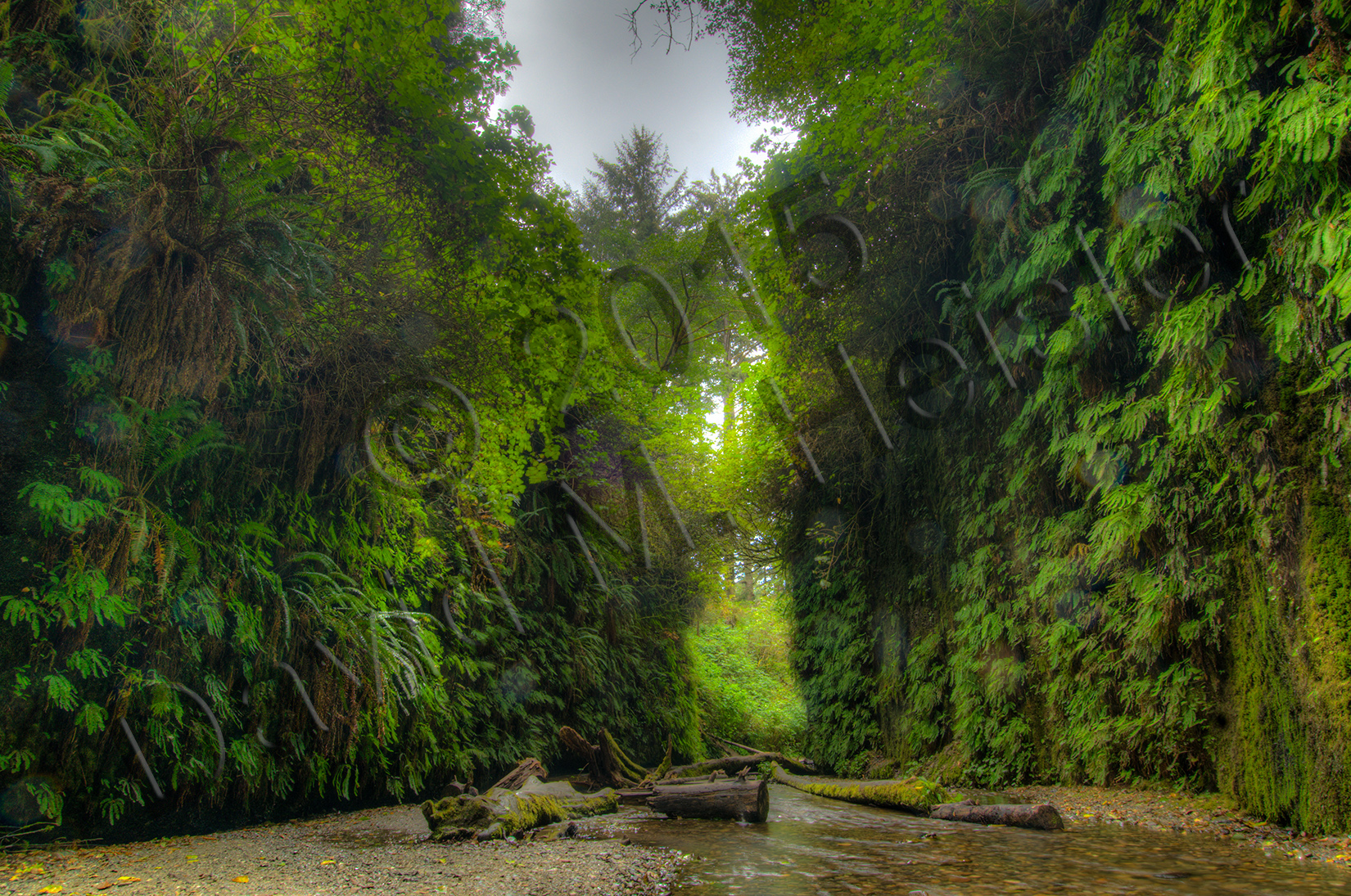 Fern Canyon