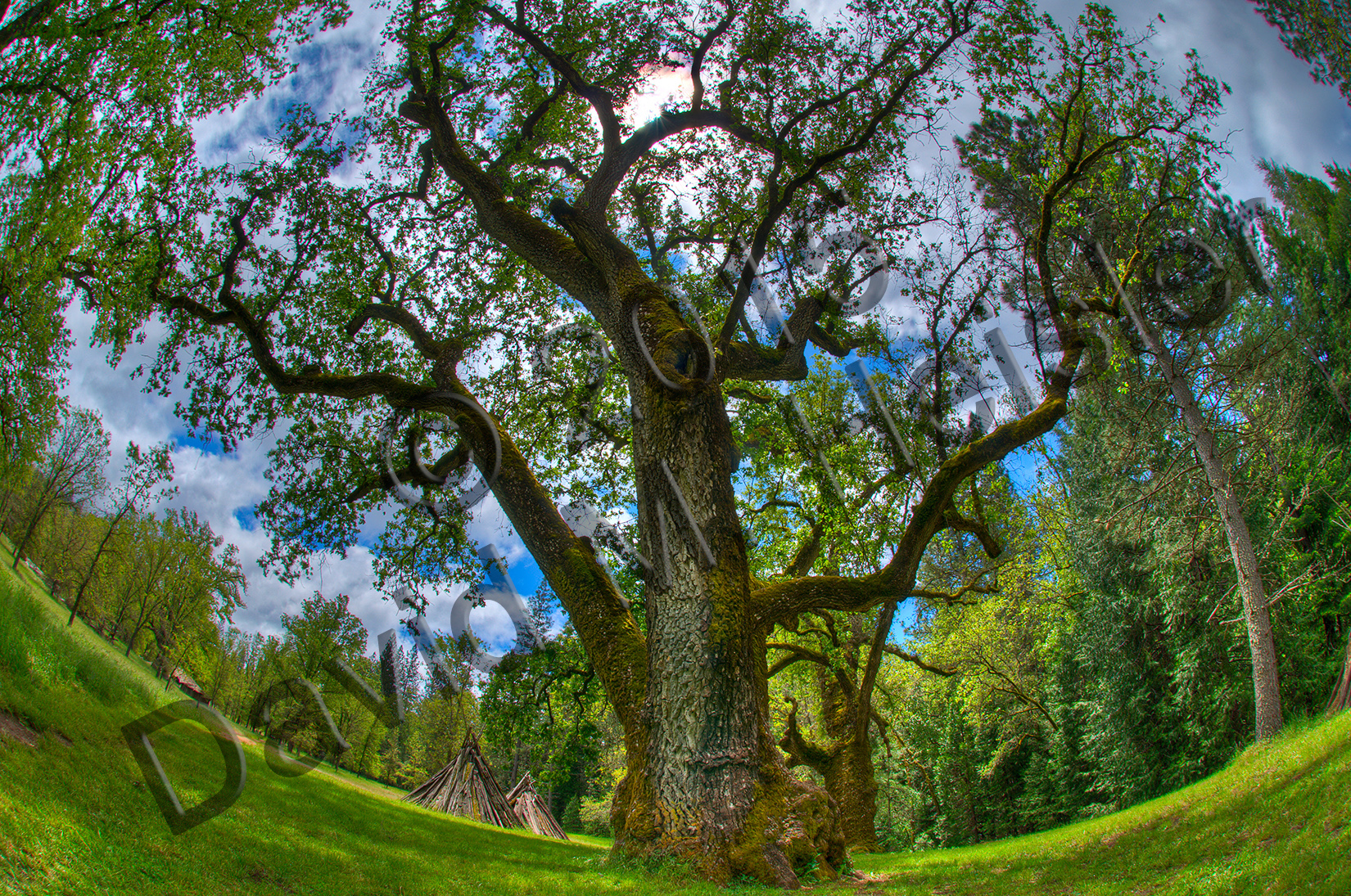 Oak Tree