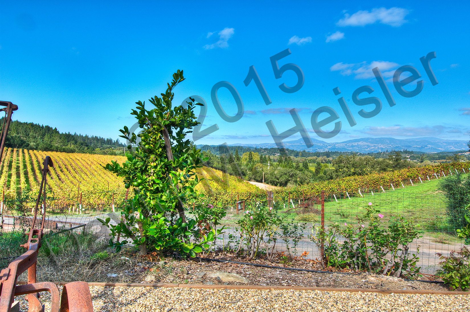 Sonoma County Vineyard