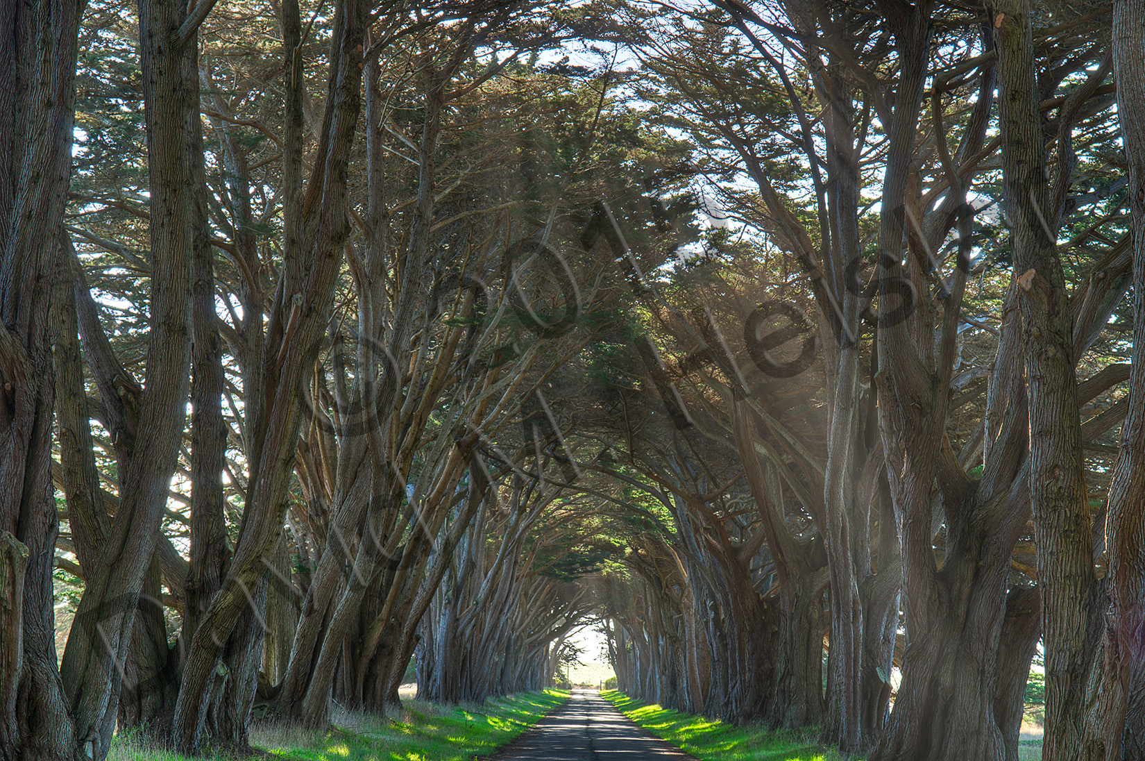 Tunnel of trees, Pt. Reyes